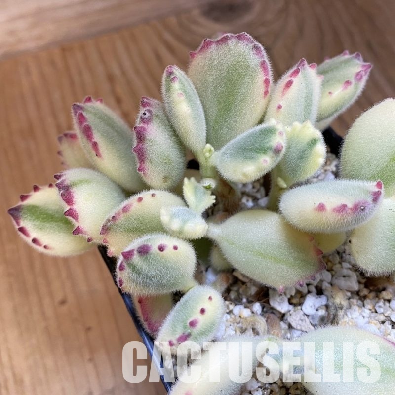 SH32488 Cotyledon ladismithiensis f. variegata