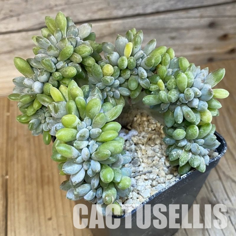 SH32489 Echeveria hybrid f. cristata
