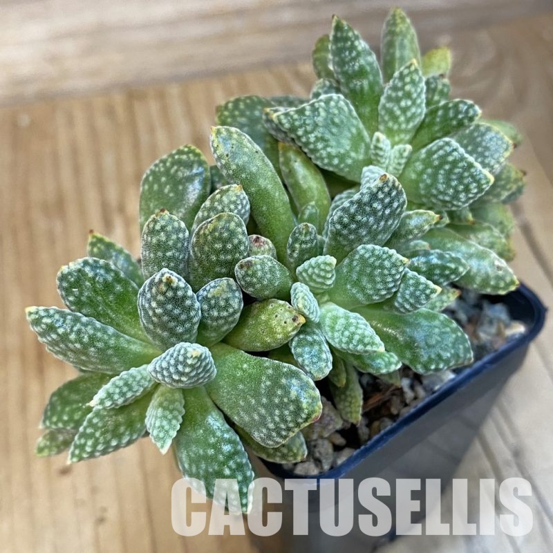 SH32490 Crassula ausensis v. titanopsis