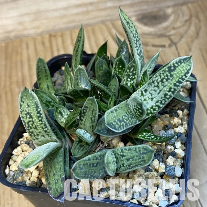 SH32491 Gasteria ‘Little Warty’ hybrid