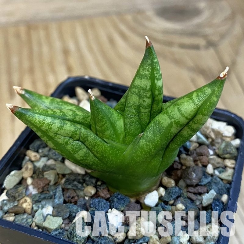 SH32492 Sansevieria 'Ming Manee'