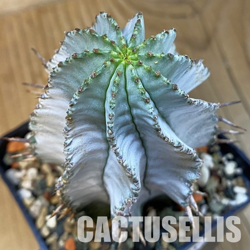 SH32493 Euphorbia horrida 'Alba', seedling