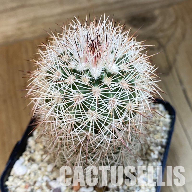 SH32454 Echinocereus dasyacanthus -Brewster-