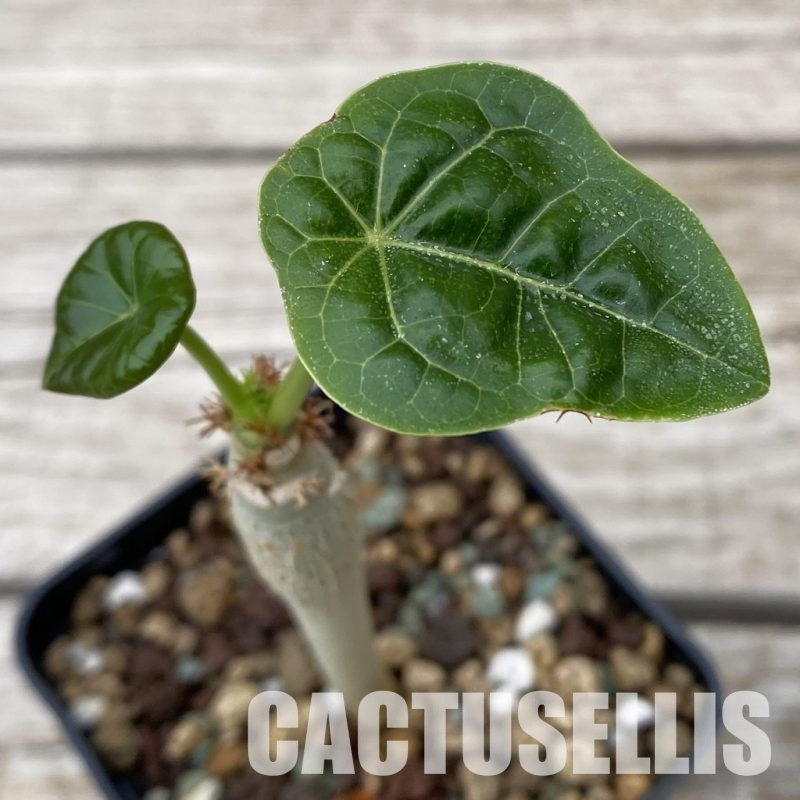 SH32494 Jatropha podagrica