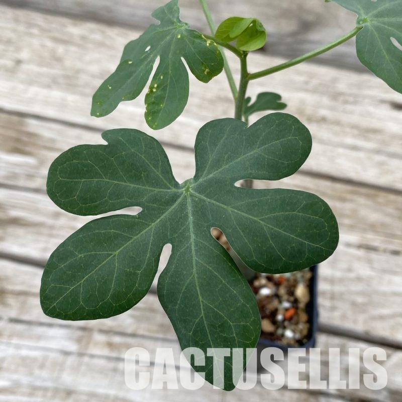 SH32495 Adenia glauca