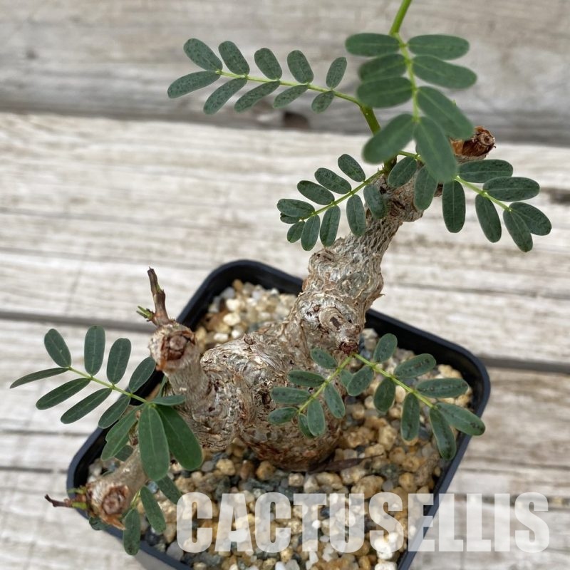 SH32496 Senna meridionalis