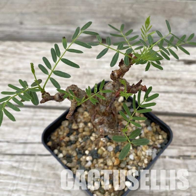 SH32497 Senna meridionalis