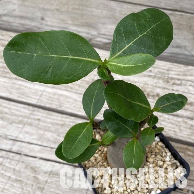 SH32498 Adenium arabicum ‘Black Body’