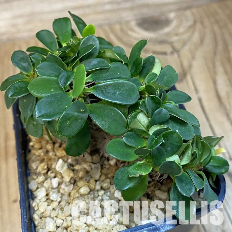 SH32500 Euphorbia milii f. cristata