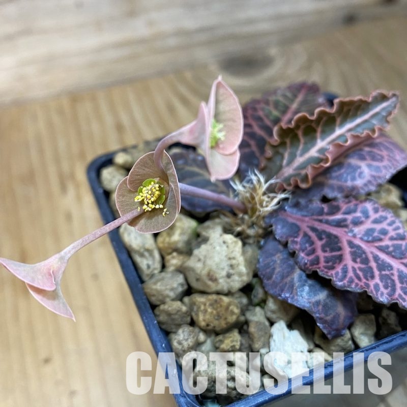 SH32502 Euphorbia francoisii hybrid