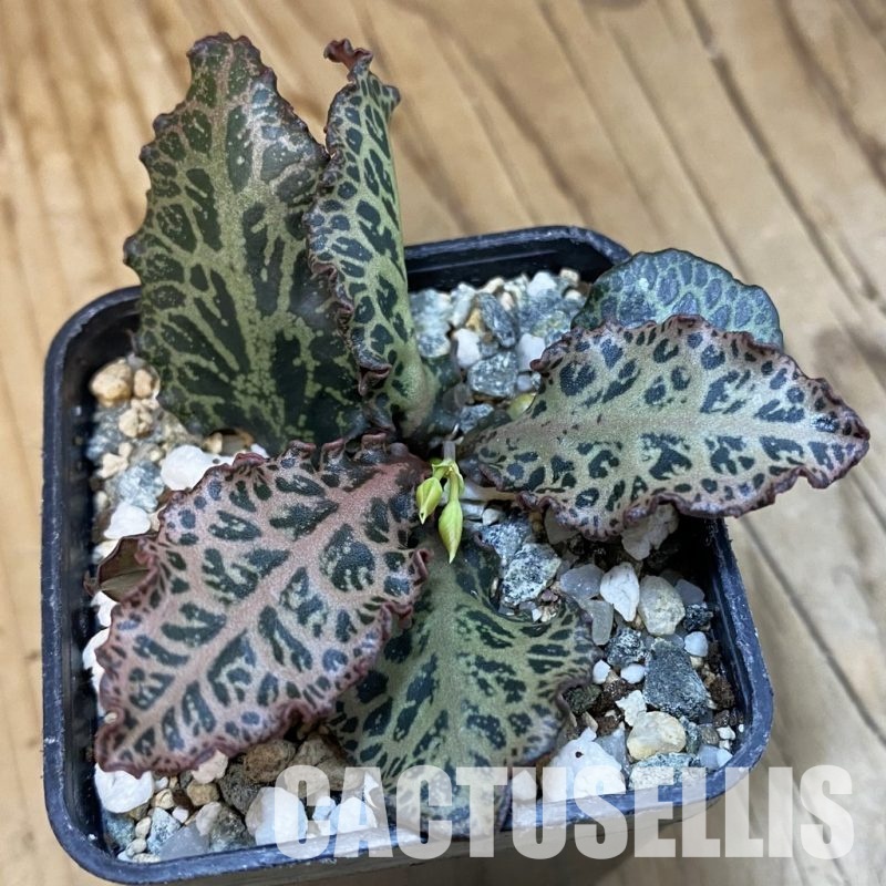 SH32503 Euphorbia francoisii hybrid