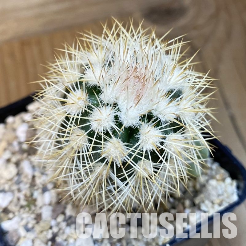 SH32455 Echinocereus dasyacanthus