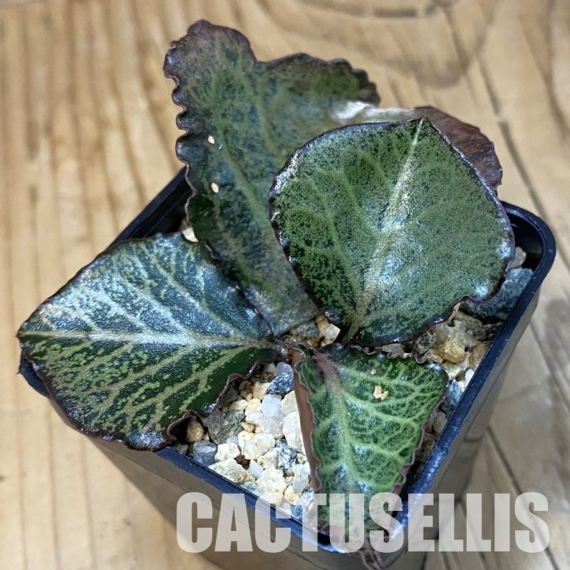 SH32504 Euphorbia francoisii hybrid