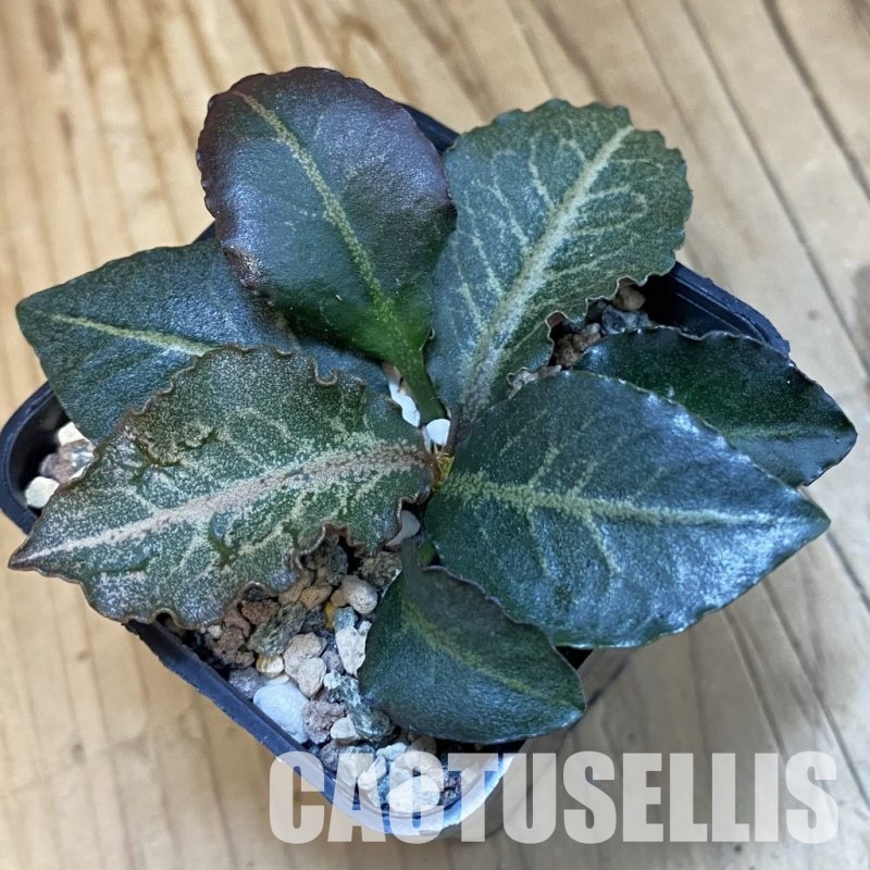 SH32505 Euphorbia francoisii hybrid