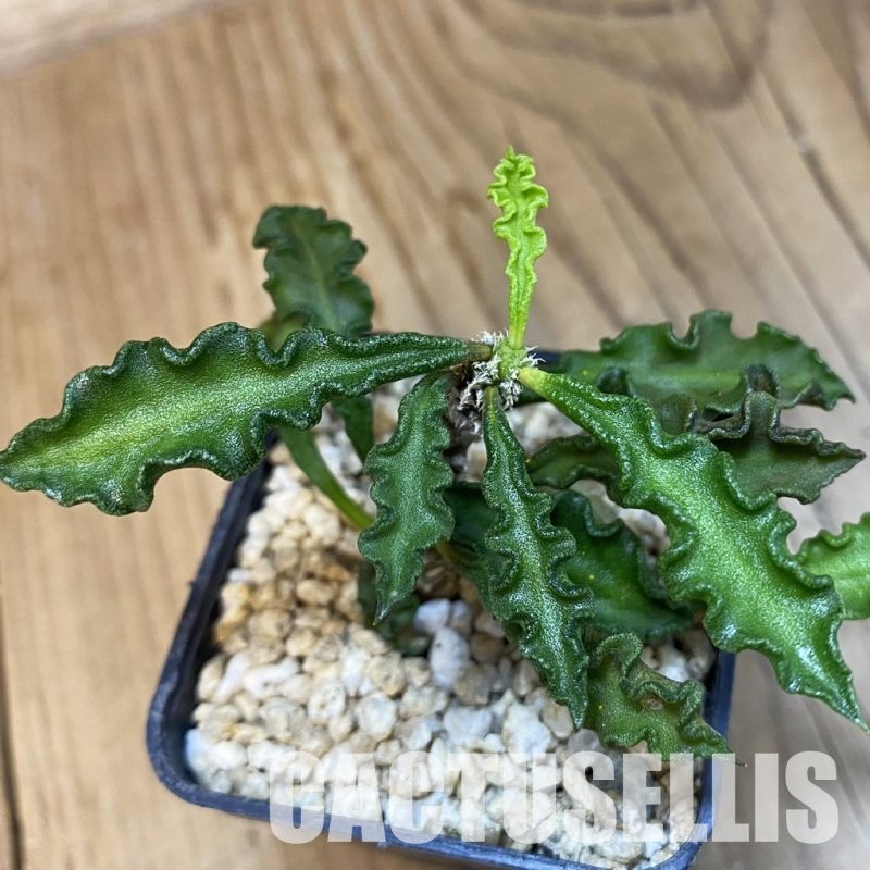 SH32506 Euphorbia decaryi v. spirosticha