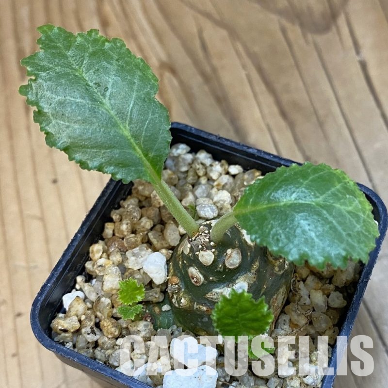 SH32507 Dorstenia horwoodii hybrid