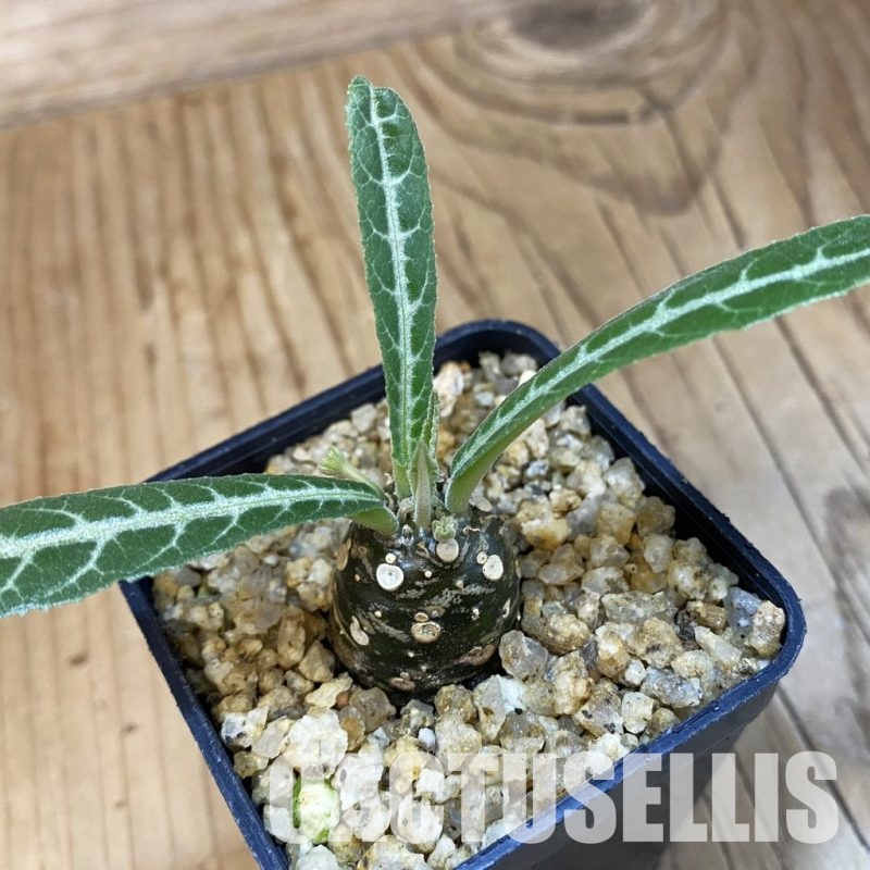 SH32508 Dorstenia lancifolia