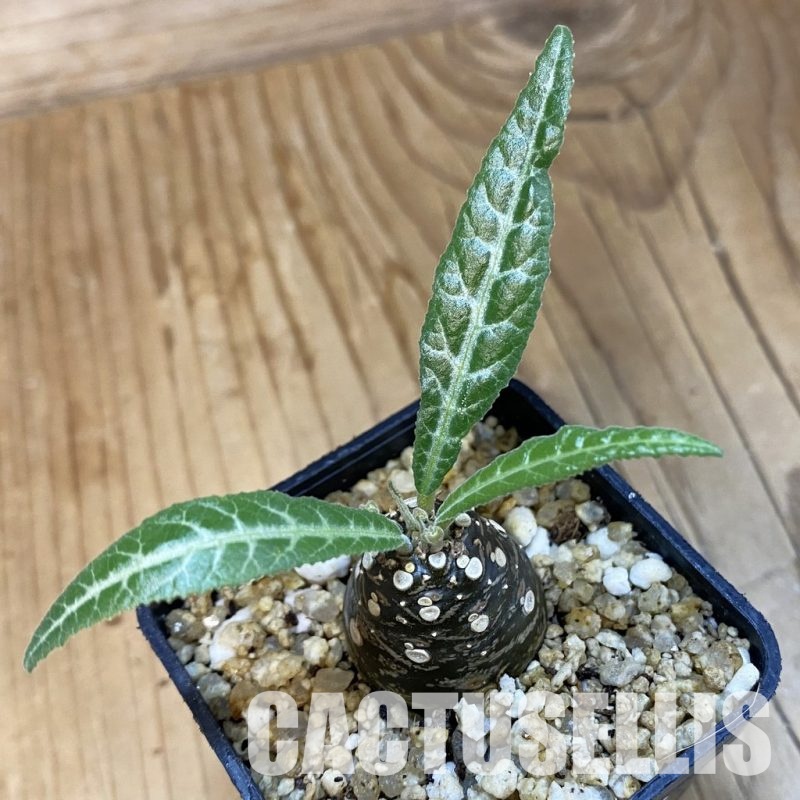 SH32509 Dorstenia lancifolia