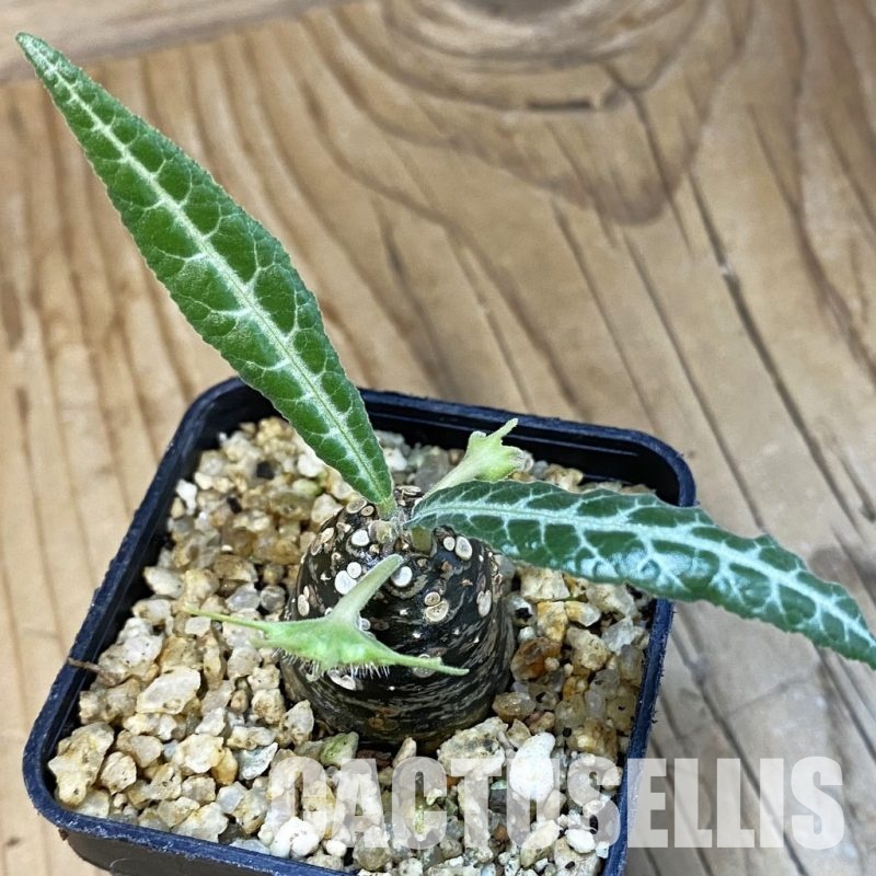 SH32510 Dorstenia lancifolia