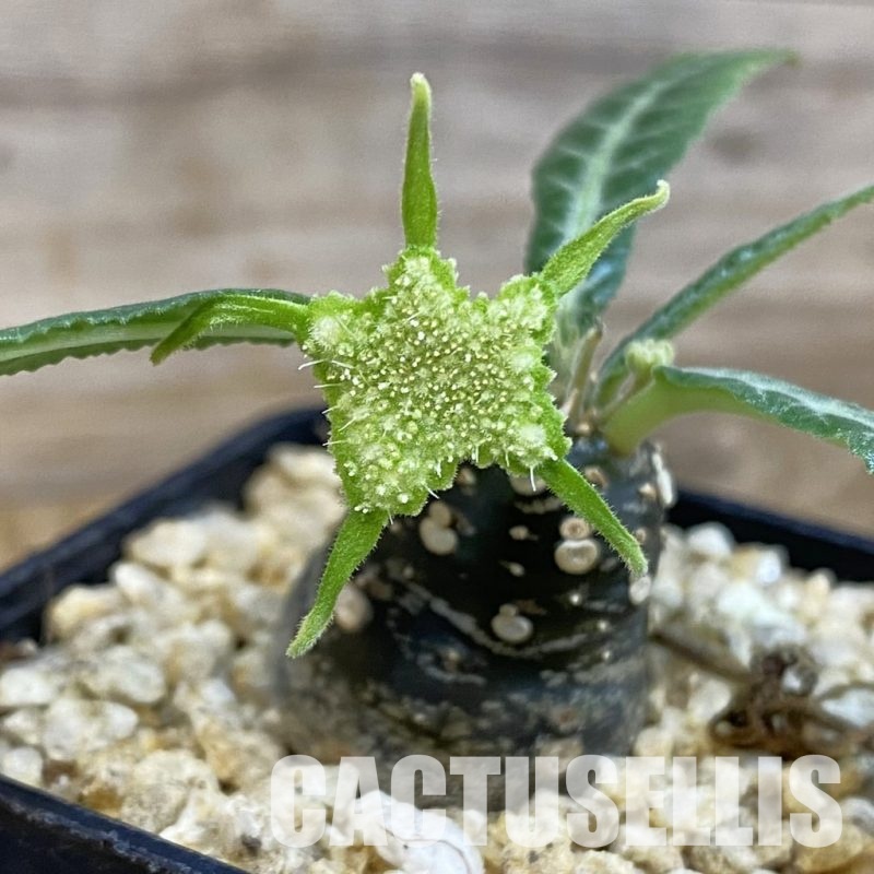 SH32511 Dorstenia lancifolia