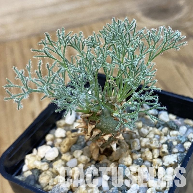 SH32512 Sarcocaulon peniculinum