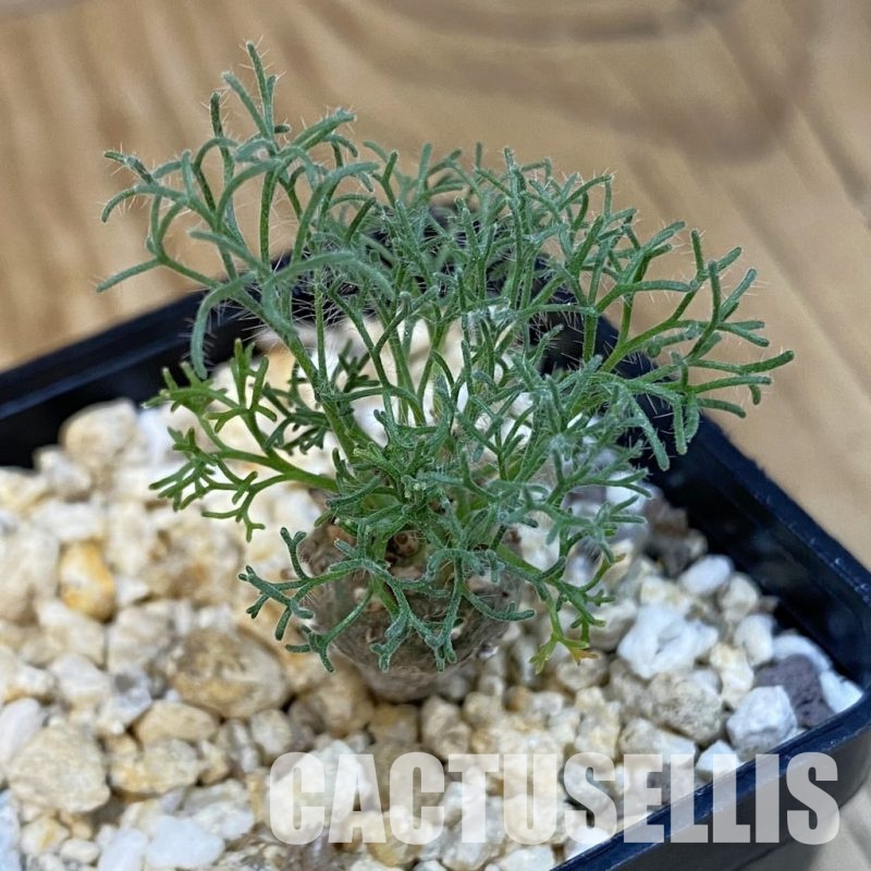 SH32513 Sarcocaulon peniculinum