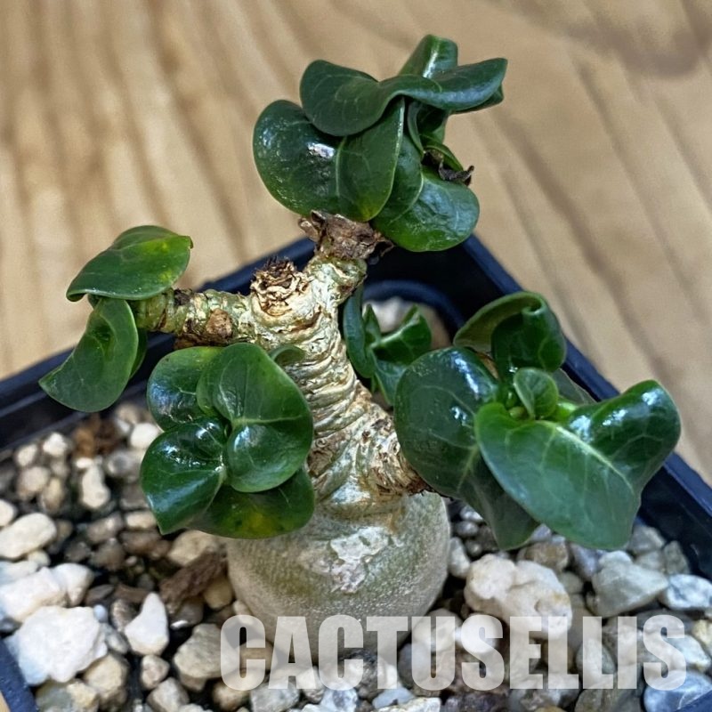 SH32514 Adenium arabicum DHA