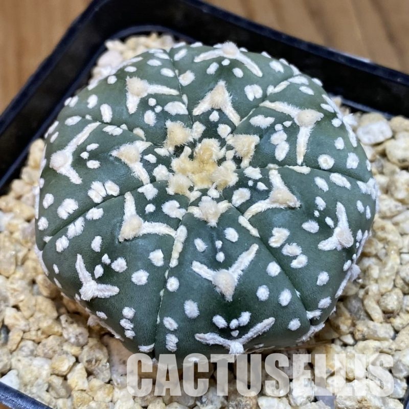 SH32450 Astrophytum asterias ‘Super Kabuto’ V-type f. nudum, 7-ribs