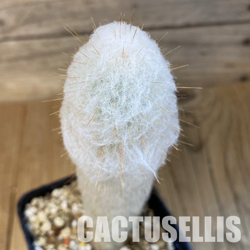 SH32456 Austrocephalocereus dybowskii