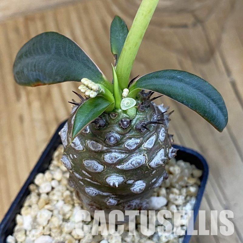 SH32515 Euphorbia pachypodioides