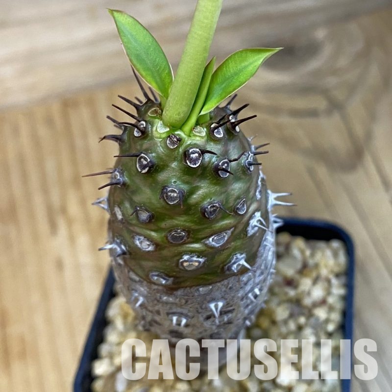 SH32516 Euphorbia pachypodioides