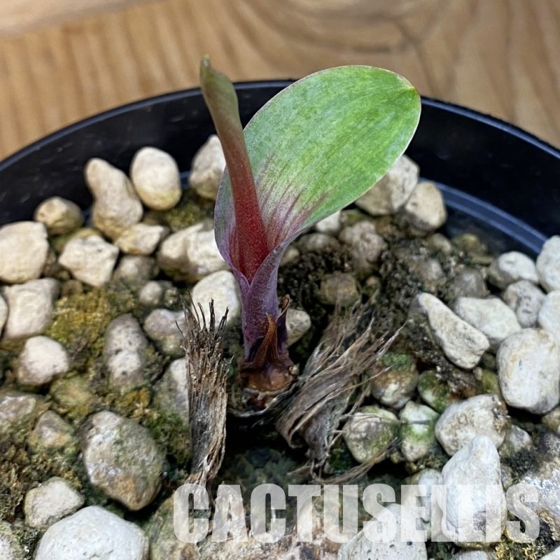 SH32517 Eriospermum aff. mackenii ES22864