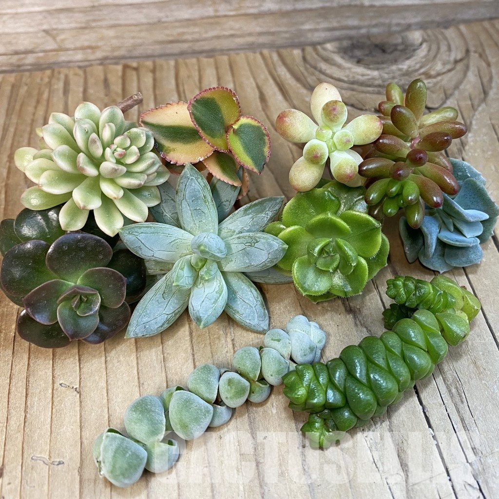 SH32518 Succulents mix, cuted