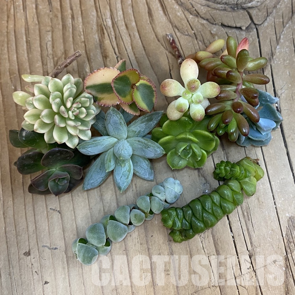 SH32518 Succulents mix, cuted - Image 2