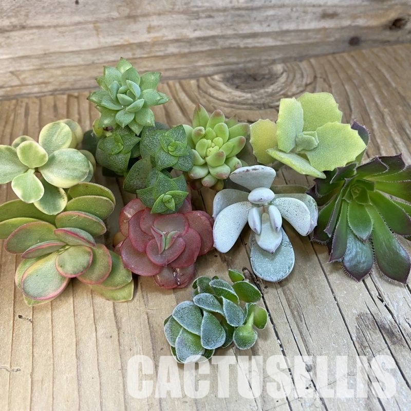 SH32519 Succulents mix, cuted
