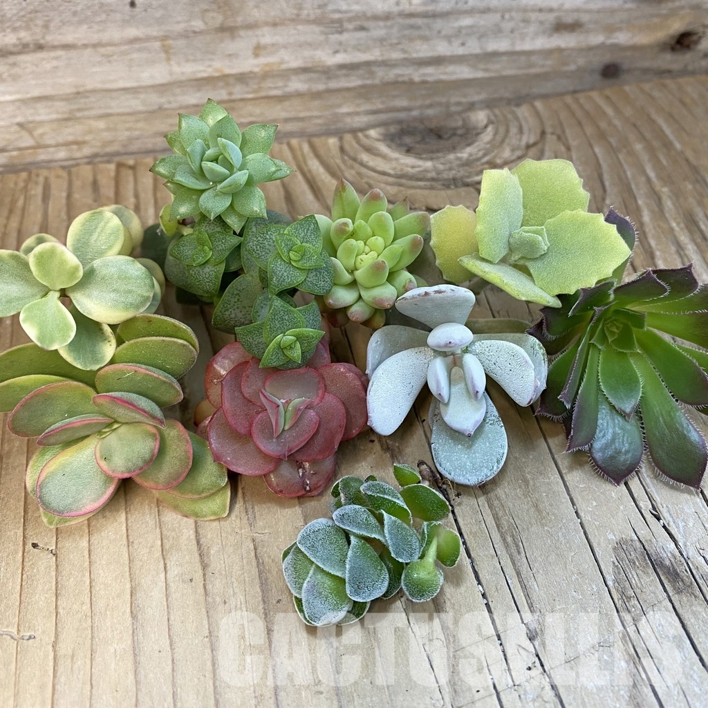 SH32519 Succulents mix, cuted