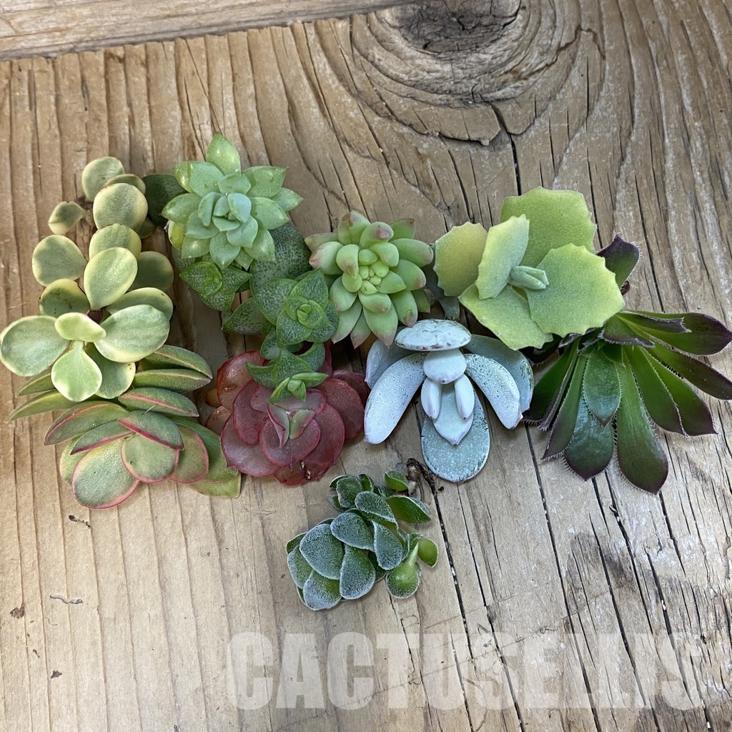 SH32519 Succulents mix, cuted - Image 2