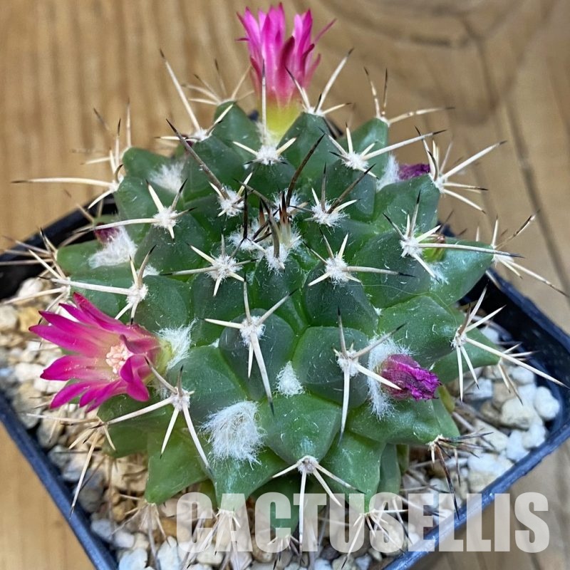 SH32457 Mammillaria magnimamma