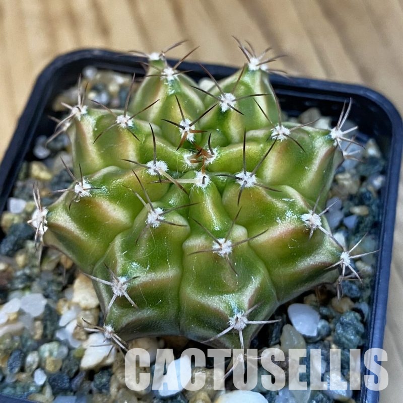 SH32460 Gymnocalycium mihanovichii ‘Neon’ hybrid