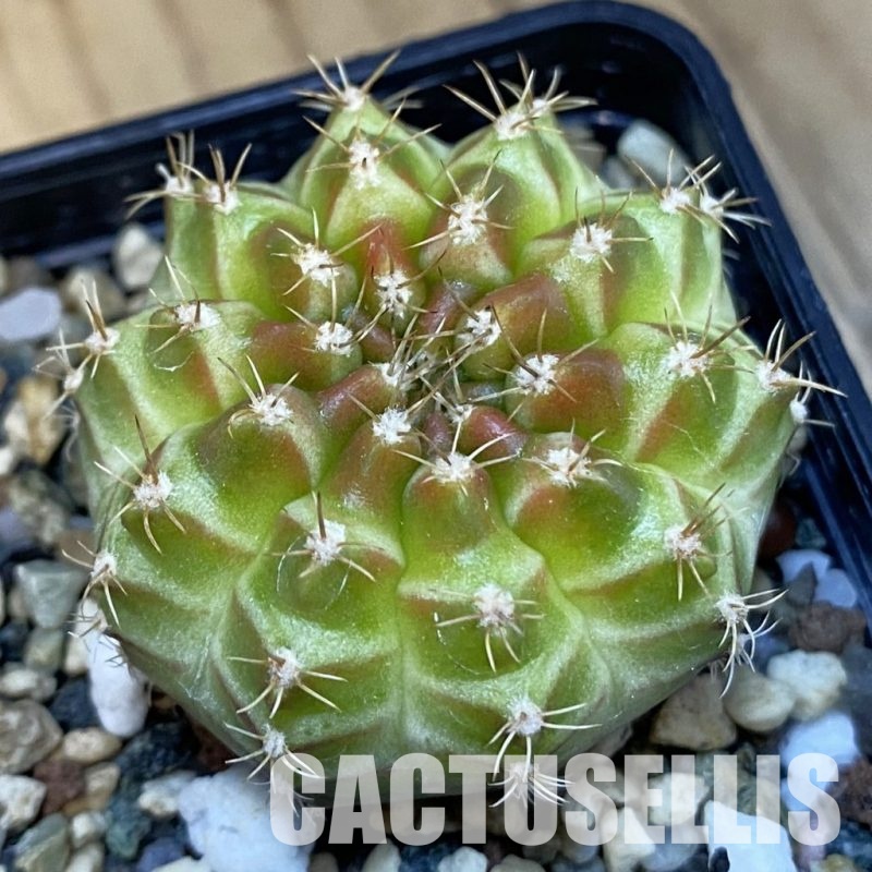 SH32461 Gymnocalycium mihanovichii ‘Neon’ hybrid