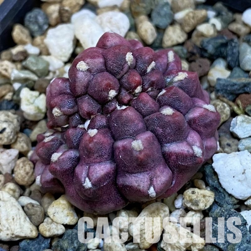 SH32462 Gymnocalycium mihanovichii ‘Day Dream’ f. cristata