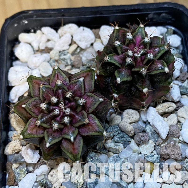 SH32464 Gymnocalycium mihanovichii 'T-Rex', 2 plants