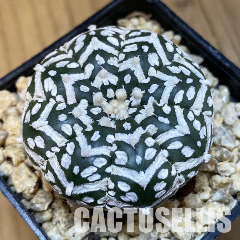 SH32466 Astrophytum asterias ‘Super Kabuto’ V-type