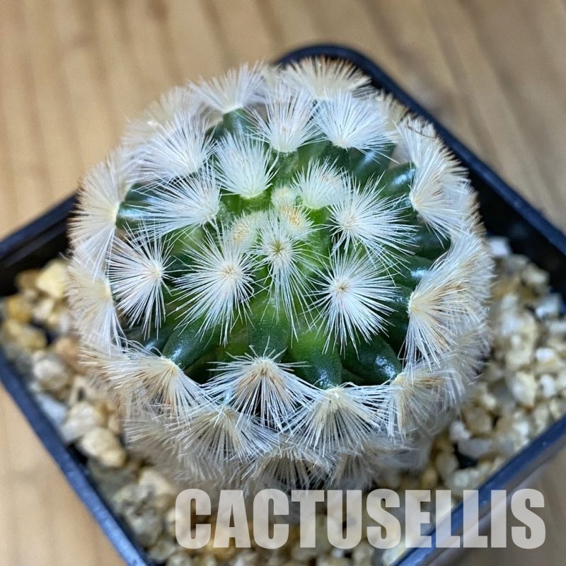 SH32467 Mammillaria carmenae hybrid