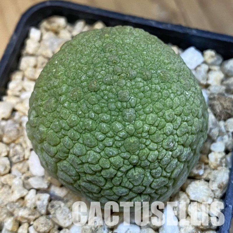 SH32471 Pseudolithos migiurtinus