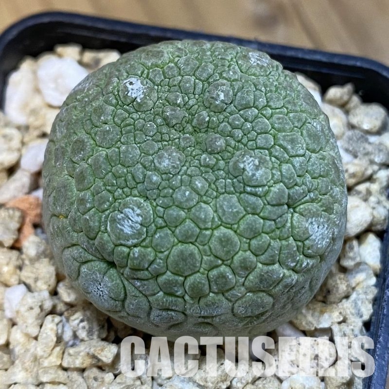 SH32472 Pseudolithos migiurtinus