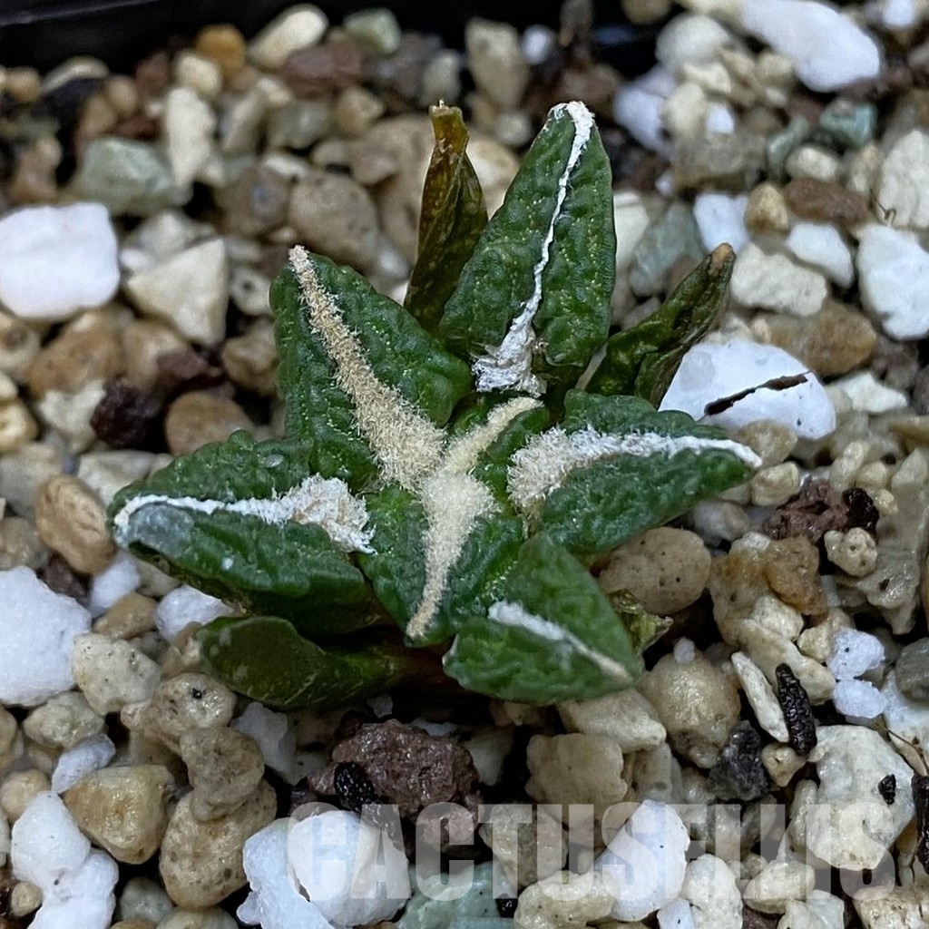 SH32473 Ariocarpus kotschoubeyanus v. elephantidens x Ariocarpus fissuratus ‘Godzilla’, own roots seedling