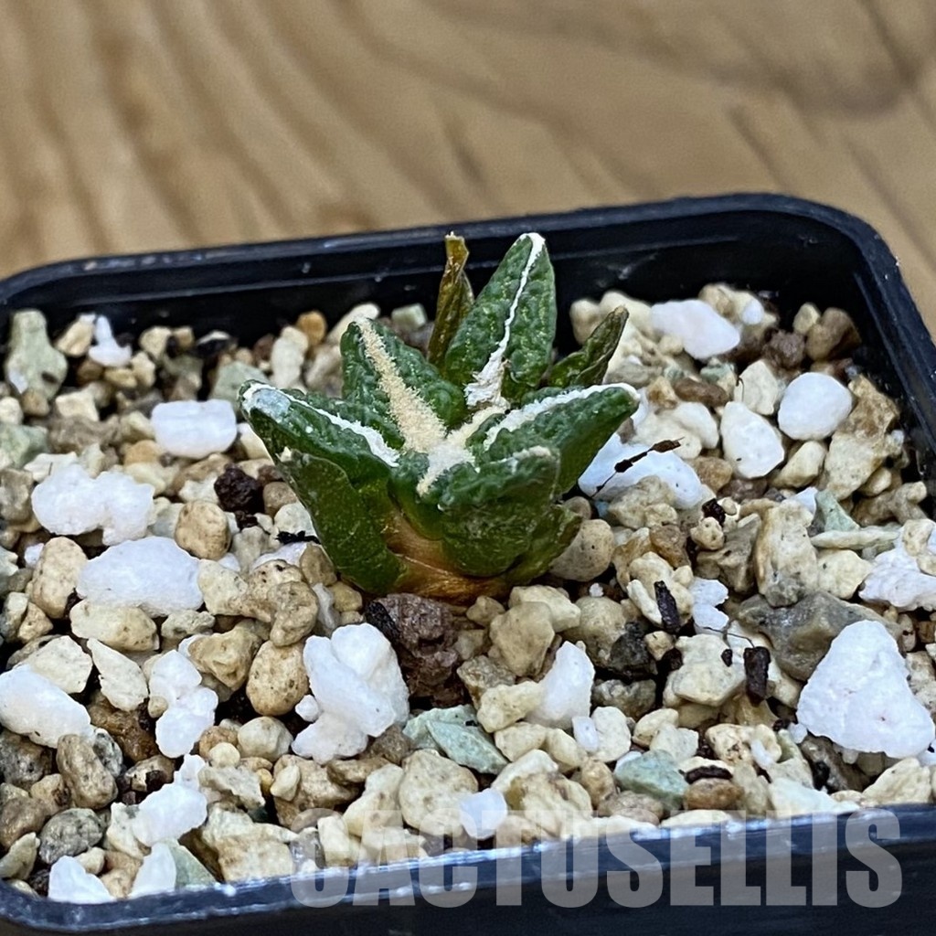 SH32473 Ariocarpus kotschoubeyanus v. elephantidens x Ariocarpus fissuratus ‘Godzilla’, own roots seedling - Image 2