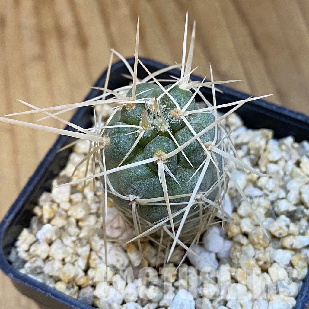 SH32474 Tephrocactus fiambalensis, seedling