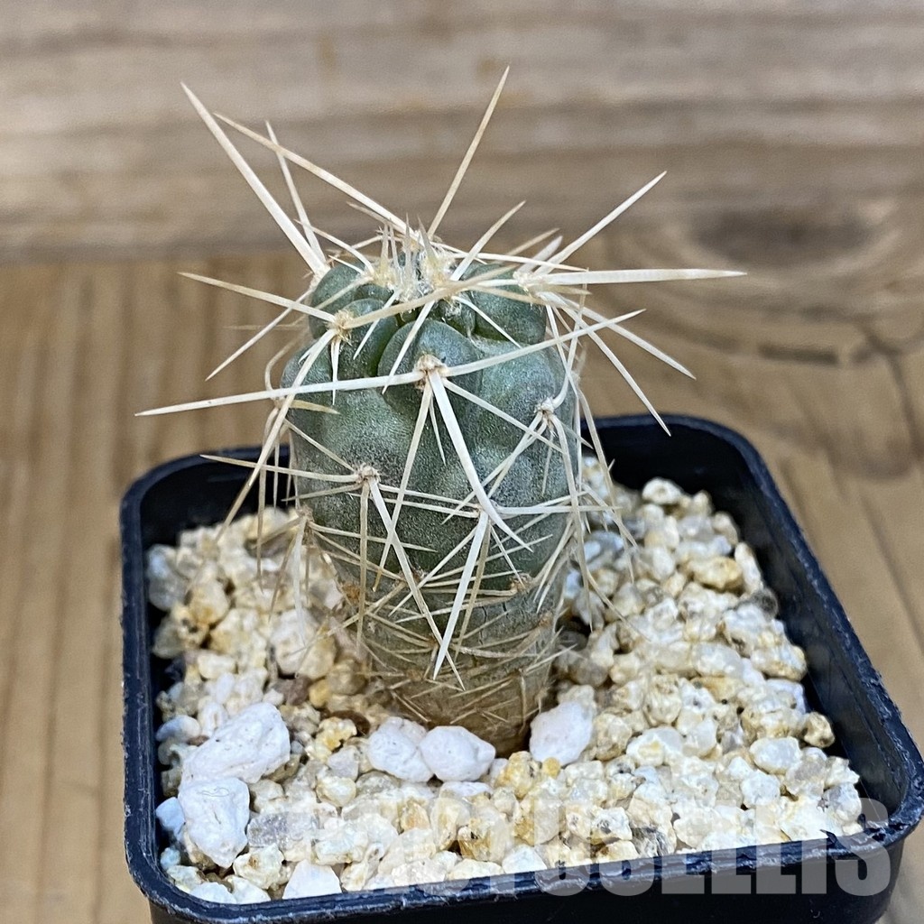 SH32474 Tephrocactus fiambalensis, seedling - Image 2